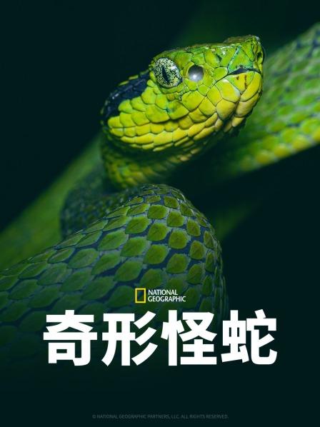 缅北禁地《奇形怪蛇》免费在线观看